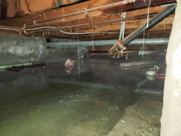 Best Water damage restoration experts  in Tekamah, NE