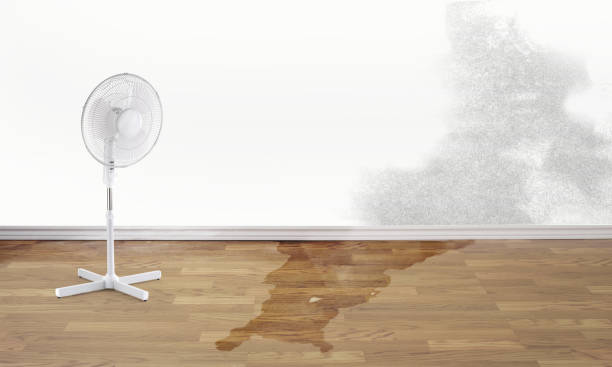 Best Local water damage restoration  in Tekamah, NE