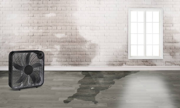 Best Water damage contractors near me  in Tekamah, NE